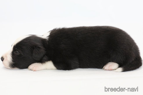 成約済の神奈川県のボーダーコリー-327517の7枚目